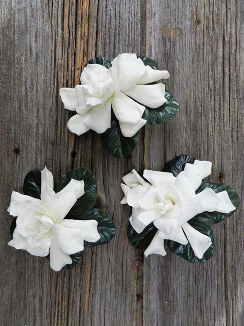 WHITE GARDENIA